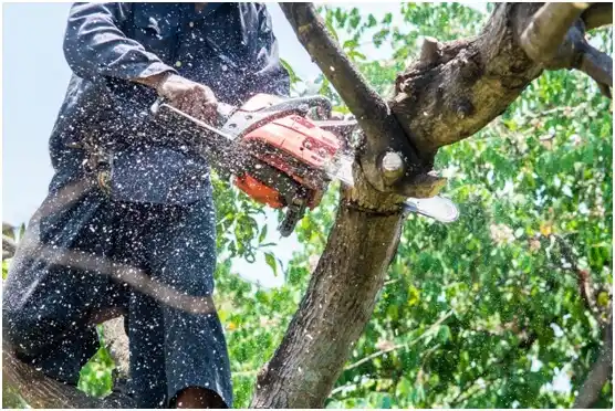 tree services Millheim